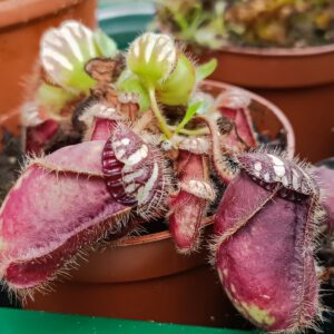 Cephalotus follicularis "typical"