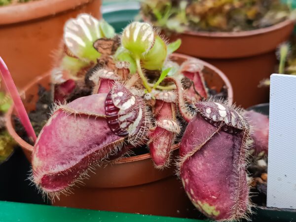 Cephalotus follicularis "typical"