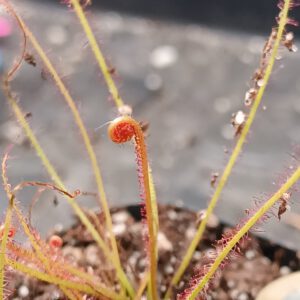 Drosera filiformis var. 'floridiana'