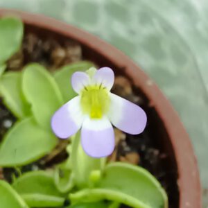 Pinguicula cristallina ssp. hirtiflora