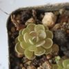 Pinguicula x 'Florian'