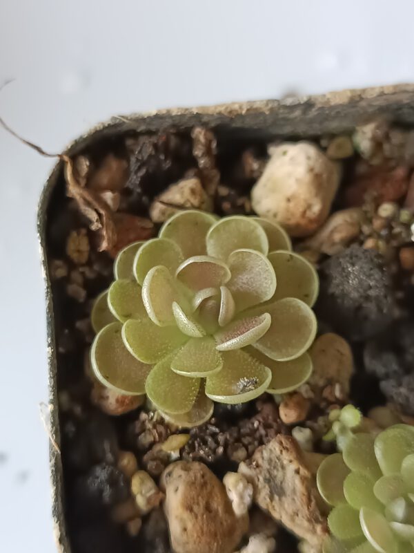 Pinguicula x 'Florian'