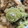 Pinguicula x 'Florian'