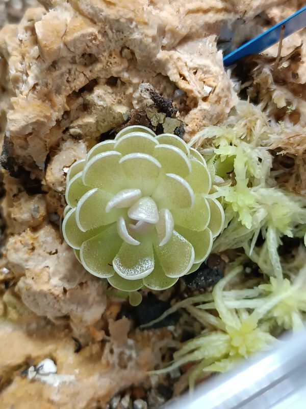 Pinguicula x 'Florian'