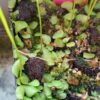 Utricularia livida