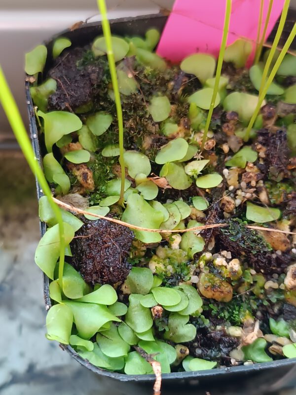 Utricularia livida