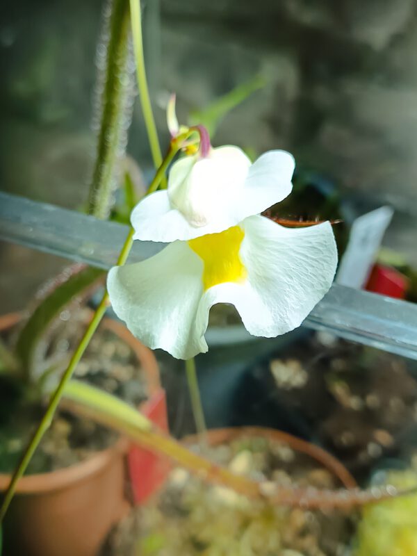 Utricularia alpina