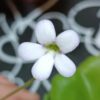 Pinguicula 'Kultivar 2'