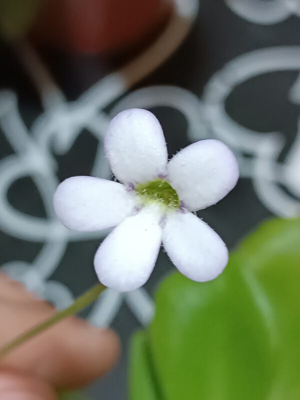 Pinguicula 'Kultivar 2'