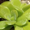 Pinguicula 'Kultivar 2'
