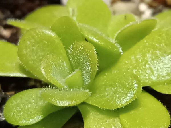 Pinguicula 'Kultivar 2'
