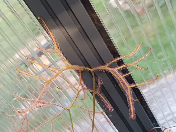 Drosera binata var. multifida 'extrema'