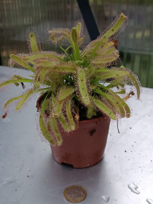 Drosera Capensis x aliciae