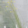 Utricularia flaccida