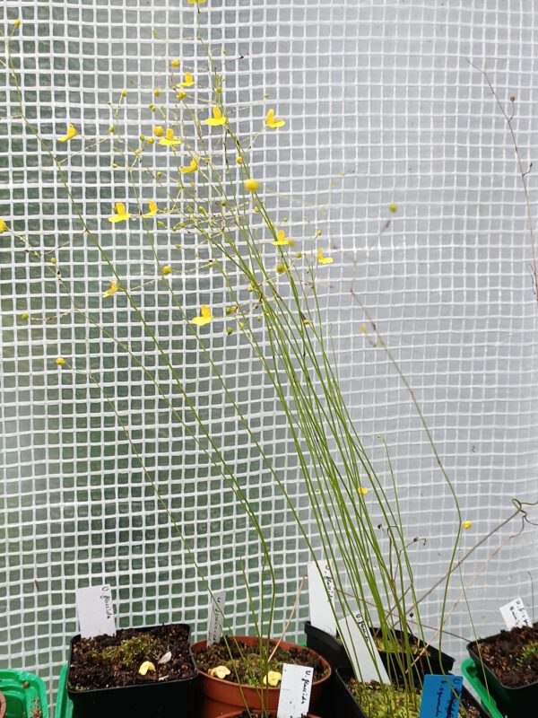 Utricularia flaccida