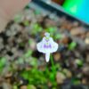 Utricularia microcalyx