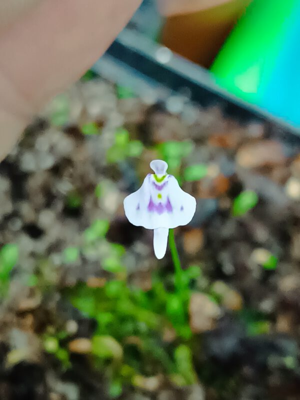 Utricularia microcalyx