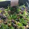 Utricularia microcalyx