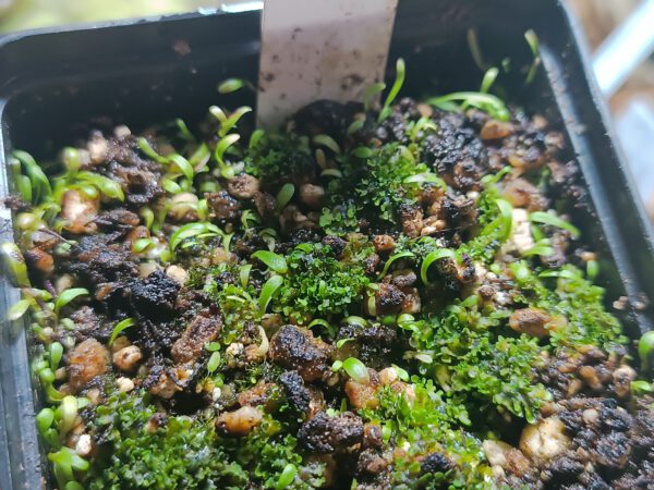 Utricularia microcalyx
