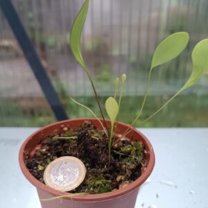 Utricularia x 'Nüdlinger Flair'