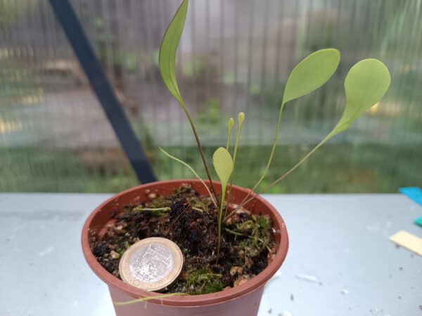 Utricularia x 'Nüdlinger Flair'