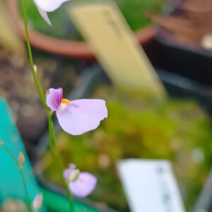 Utricularia blanchetii