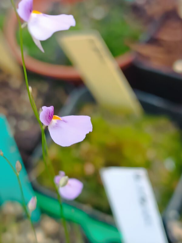 Utricularia blanchetii