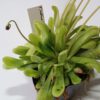 Pinguicula 'Kultivar 1'