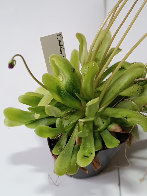 Pinguicula 'Kultivar 1'