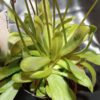 Pinguicula 'Kultivar 1'