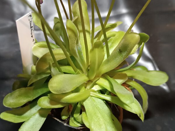 Pinguicula 'Kultivar 1'