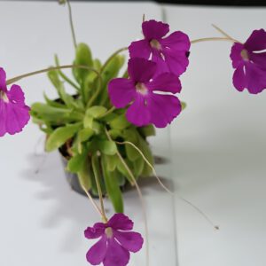 Pinguicula 'Kultivar 1'