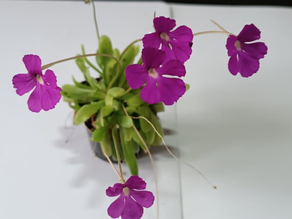 Pinguicula 'Kultivar 1'