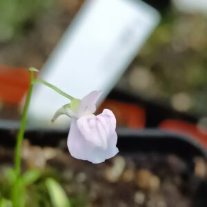 Utricularia graminifolia