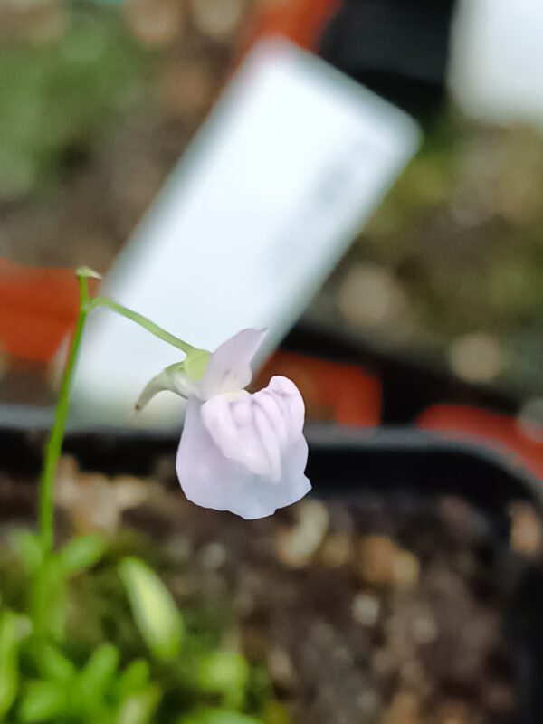 Utricularia graminifolia