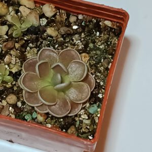 Pinguicula x 'Florian'