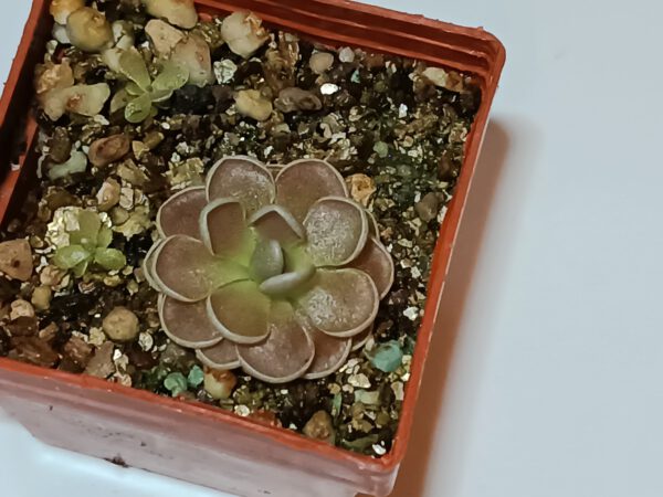Pinguicula x 'Florian'