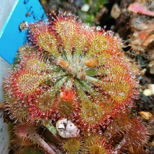 Drosera spatulata