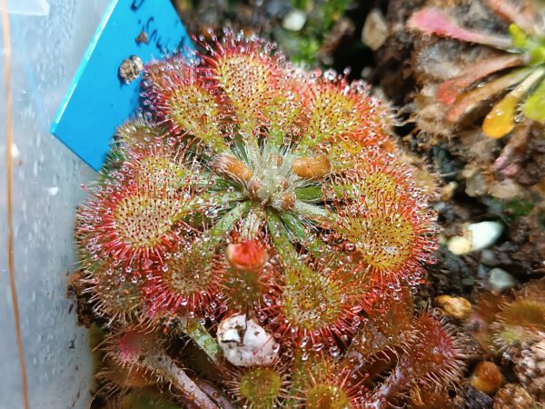 Drosera spatulata