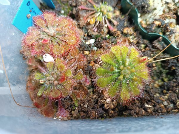 Drosera spatulata