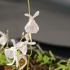 Utricularia sandersonii