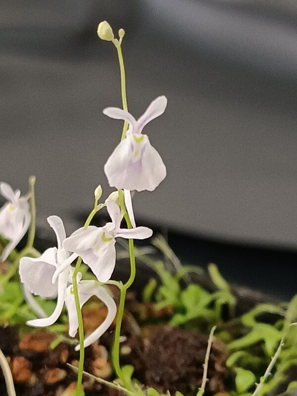 Utricularia sandersonii
