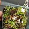 Utricularia sandersonii