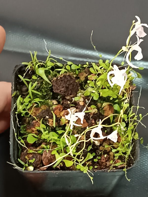 Utricularia sandersonii