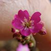 Drosera spatulata