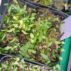 Utricularia involvens