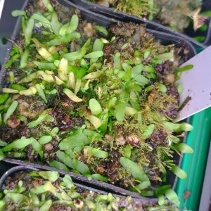 Utricularia involvens