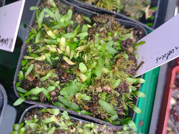 Utricularia involvens