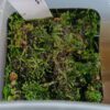 Utricularia reticulata