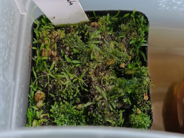 Utricularia reticulata